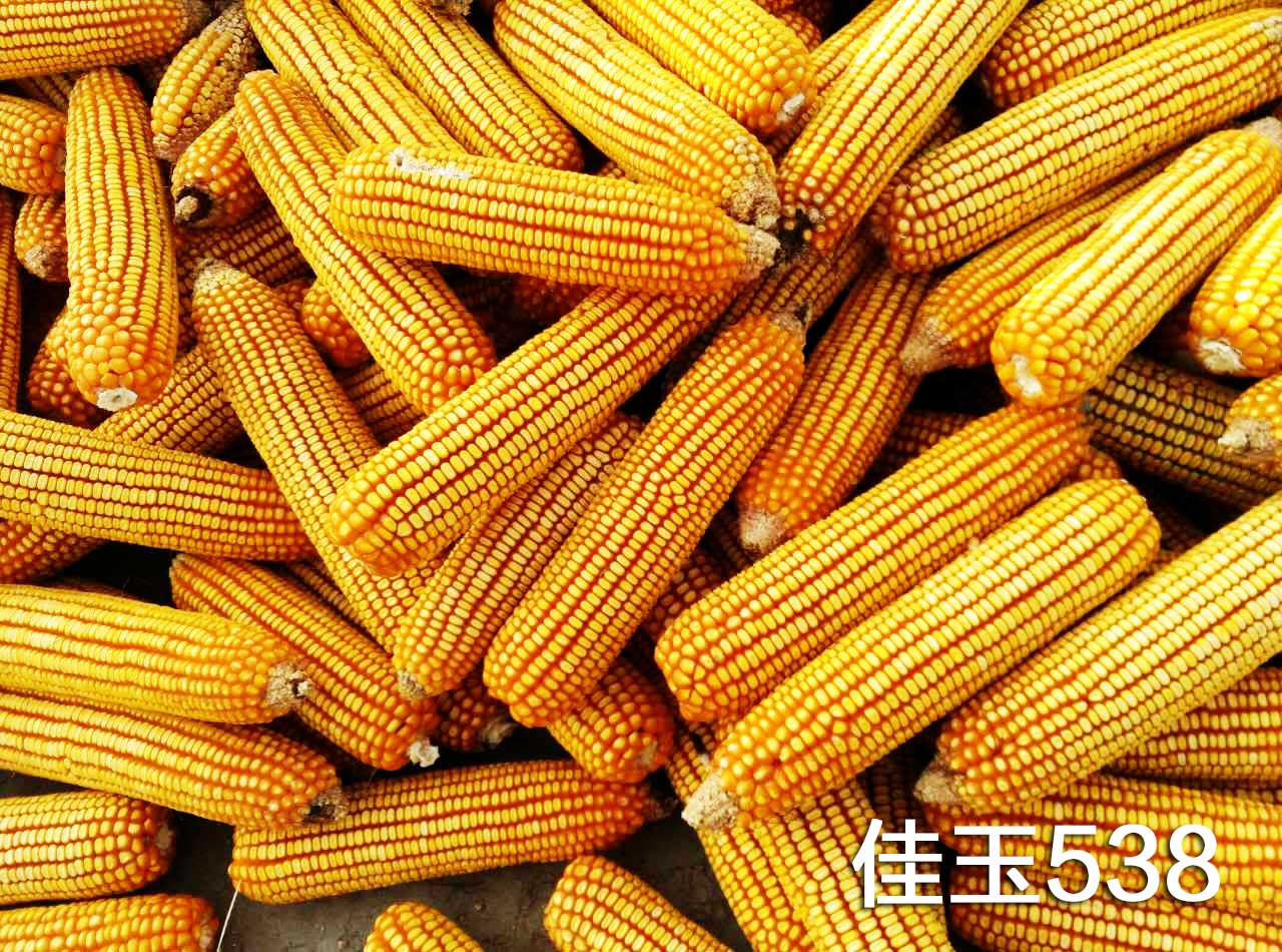 北京禾佳源玉米種子佳玉538高產優質玉米已審定品種